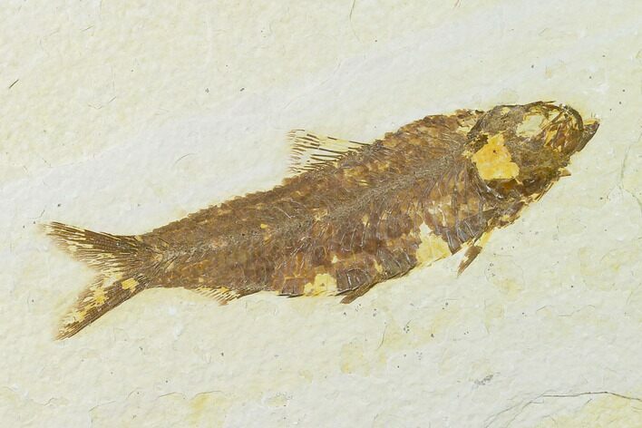Fossil Fish (Knightia) - Green River Formation - Wyoming #136527